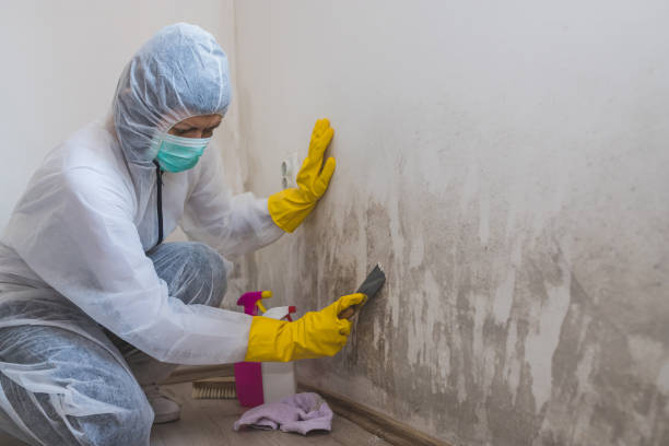 Crawl Space Mold Removal in Abbeville, LA