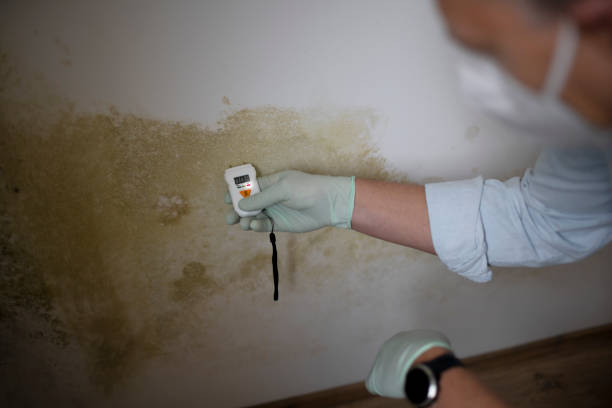 Mold Testing and Removal in Abbeville, LA