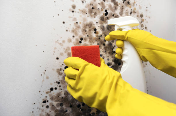 Home Mold Removal in Abbeville, LA