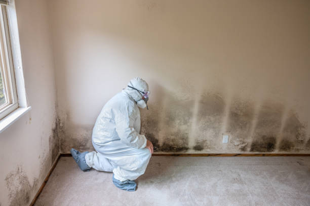 Best Crawl Space Mold Removal  in Abbeville, LA