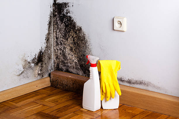 Best Black Mold Removal  in Abbeville, LA