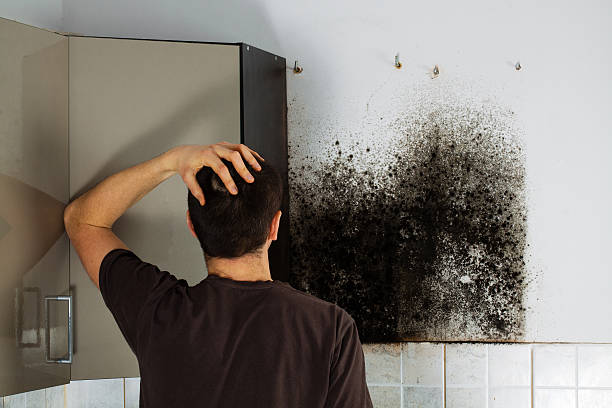 Professional Mold Removal in Abbeville, LA