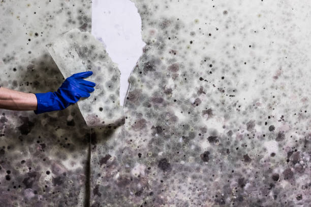 Attic Mold Removal in Abbeville, LA