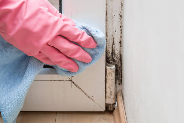 Best Mold Remediation Experts  in Abbeville, LA