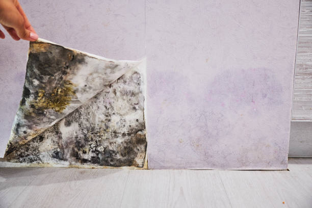 Best Mold Remediation Services  in Abbeville, LA